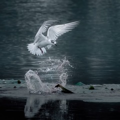 C4E2C001-893F-4335-8543-3DBFE8E2CD34/L0/001