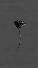 D74345D2-43B4-4B34-B192-456BD7ADC0A2/L0/001