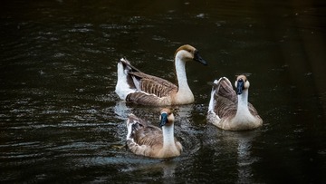 8F4770BE-0998-449F-9F7E-B2967849032F/L0/001