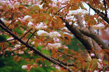 IMGP6768.JPG