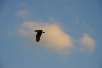 IMGP0711.JPG