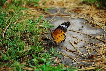 IMGP1047.JPG