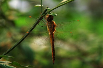 IMGP2345.JPG
