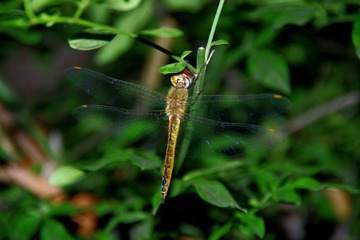 IMGP2350.JPG
