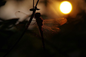 IMGP2359.JPG