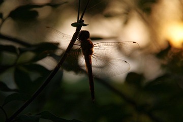 IMGP2361.JPG