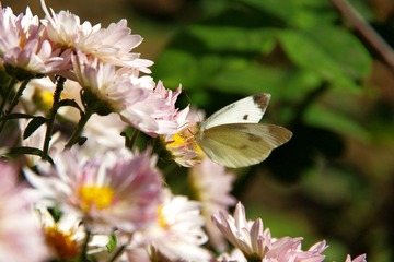 IMGP2868.JPG