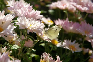 IMGP2871.JPG