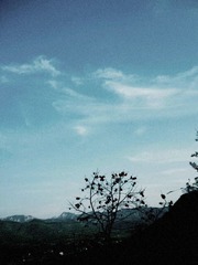 柿子树