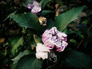 木槿