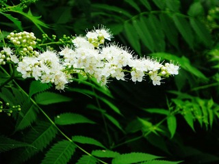北京·花