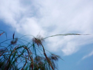 西安·杂草