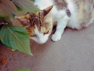 猫