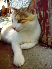 猫