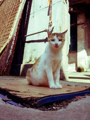 猫