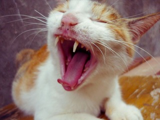 猫