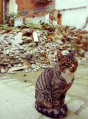 猫