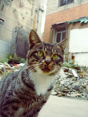猫