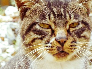 猫