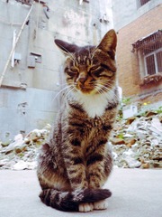 猫
