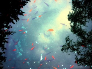 鱼空