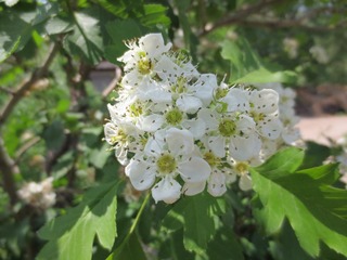 A743E5DF-C167-4E55-9D10-ABC05CA68A22/L0/001