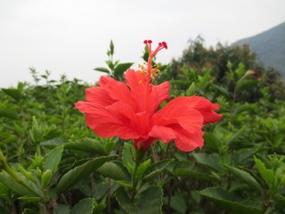 499DAA25-7245-450D-B08F-423B4DC9FCE0/L0/001