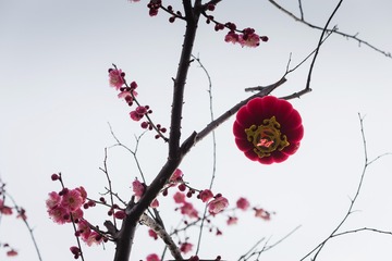 DSC_2161-ps