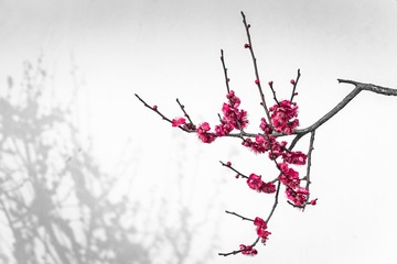 DSC_2266-ps