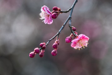 DSC_2093-ps