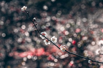 DSC_2063-ps