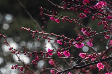 DSC_2102-ps