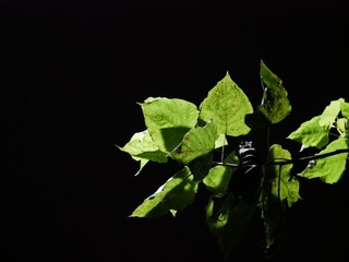 1000200864
