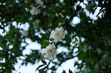 DSC_1049