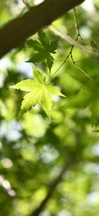 4A59A99C-D296-4579-81F0-A52A0054115A/L0/001