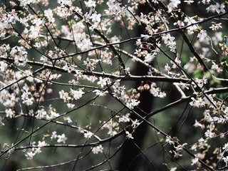 F7698A3B-CE1E-4C7F-B6D2-B093F3B2DBBA/L0/001