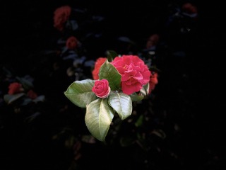 570206E0-BD82-4CB6-AE9E-CA0312A88CCD/L0/001