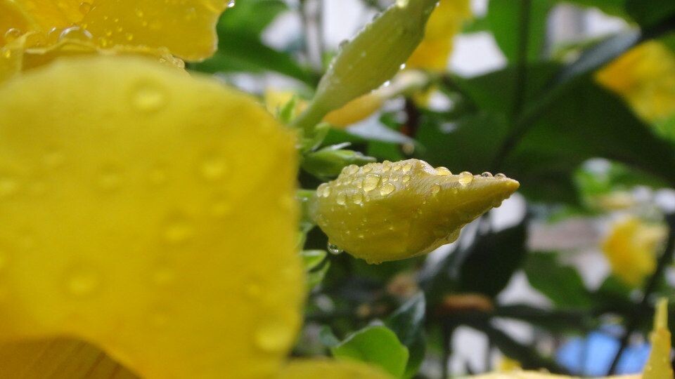 花蕾<br />
