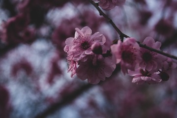36522
