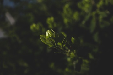 36549