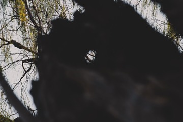 36561