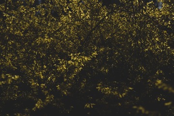 36553