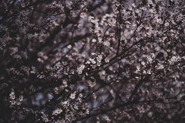 36509