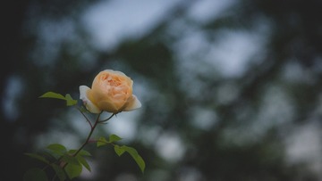 4B3F3807-AF66-4B07-828C-10C45728E32E/L0/001