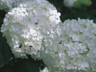 BFA82E66-69FF-4B7E-B2C4-A49C27042DC8/L0/001