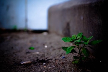 DSC05449-1.jpg