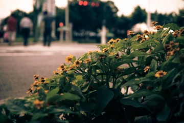 DSC05467-1.jpg