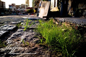 DSC05517-1.jpg