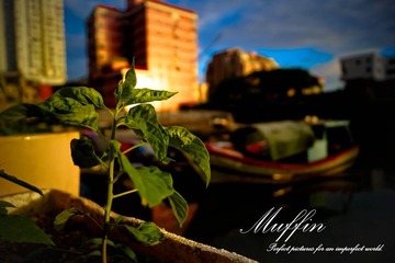 DSC05552-1.jpg