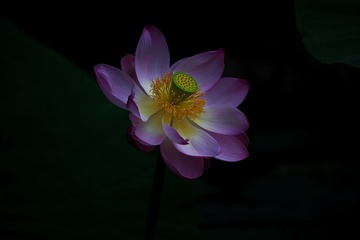 1000010290